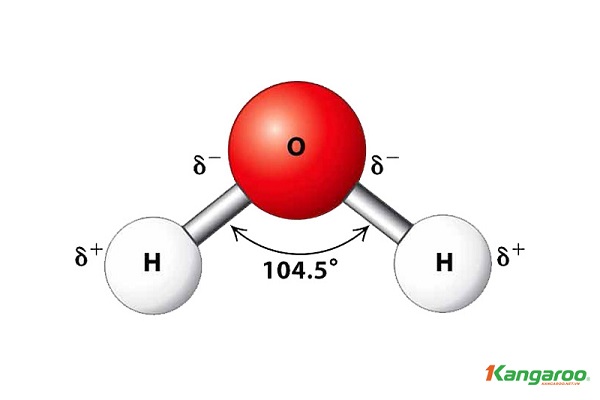 Phân Tử Nước Là Gì ? Vai Trò Của Nước Với Cơ Thể